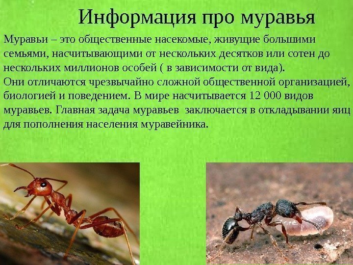 Информация про муравья Муравьи – это общественные насекомые, живущие большими семьями, насчитывающими от нескольких