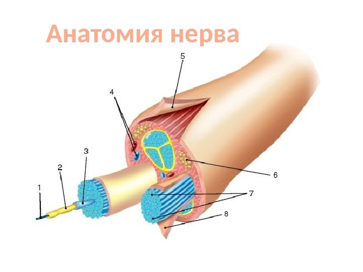 Анатомия нерва 