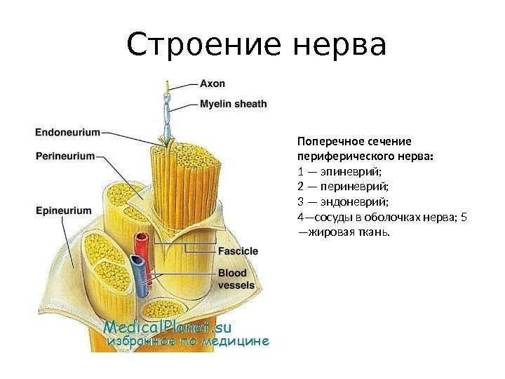Поперечное сечение периферического нерва:  1 — эпиневрий;  2 — периневрий;  3