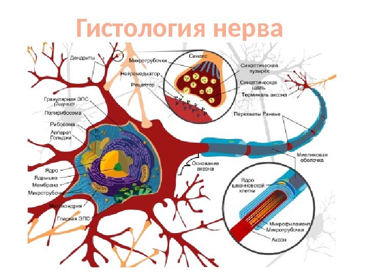 Гистология нерва 