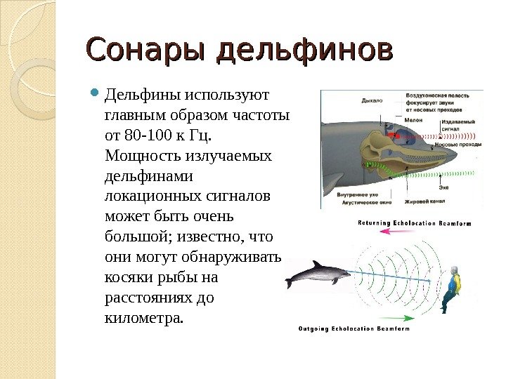 Сонары дельфинов Дельфины используют главным образом частоты от 80 -100 к Гц.  Мощность