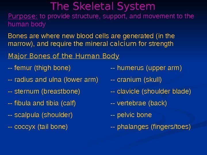 The Skeletal System Purpose:  to provide structure, support, and movement to the human