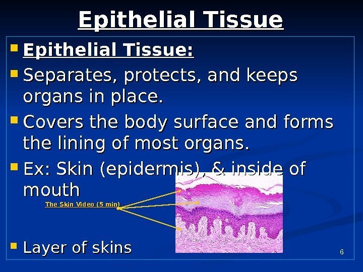 6 Epithelial Tissue:  Separates, protects, and keeps organs in place.  Covers the