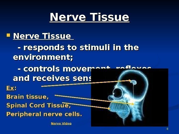 8 Nerve Tissue  - responds to stimuli in the environment;  - controls