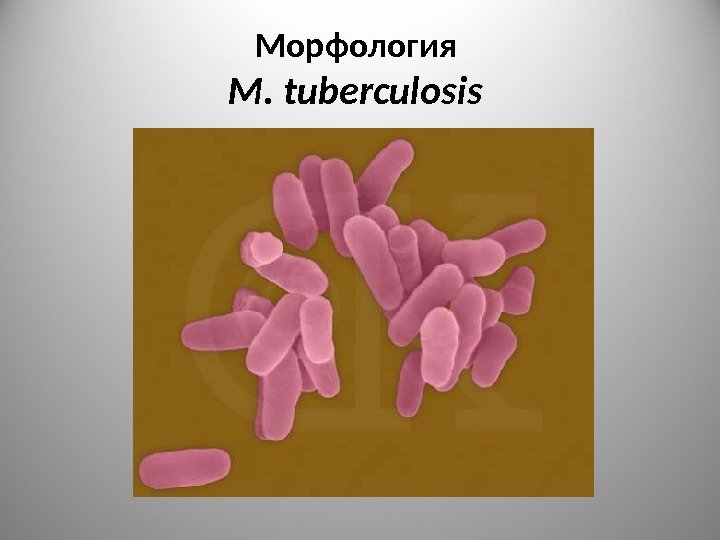 Морфология M. tuberculosis  