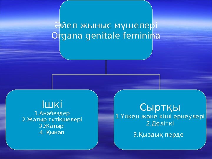 Әйел жыныс мүшелері Organa genitale feminina Ішкі 1. Анабездер 2. Жатыр түтікшелері 3. Жатыр