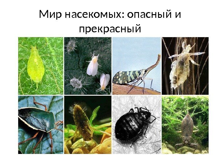 Мир насекомых: опасный и прекрасный 