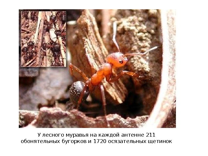 У лесного муравья на каждой антенне 211 обонятельных бугорков и 1720 осязательных щетинок 