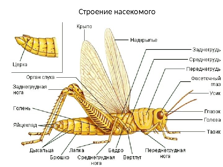Строение насекомого 