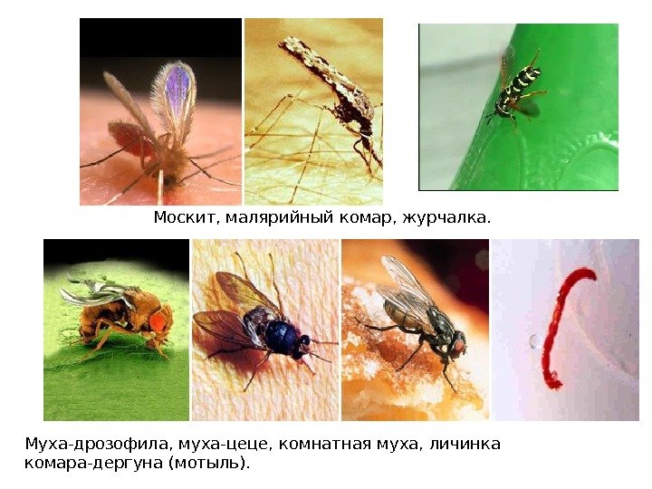 Муха-дрозофила, муха-цеце, комнатная муха, личинка комара-дергуна (мотыль).  Москит, малярийный комар, журчалка. 