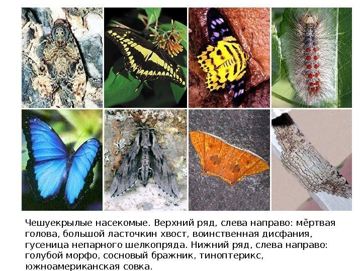 Чешуекрылые насекомые. Верхний ряд, слева направо: мёртвая голова, большой ласточкин хвост, воинственная дисфания, 