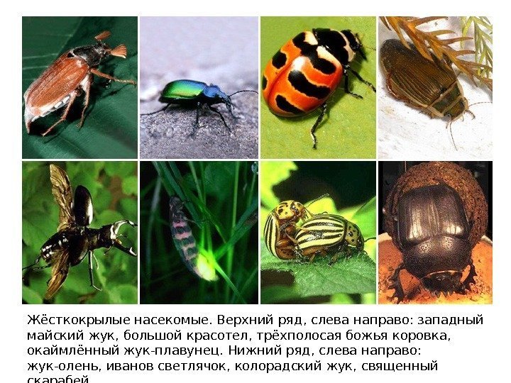 Жёсткокрылые насекомые. Верхний ряд, слева направо: западный майский жук, большой красотел, трёхполосая божья коровка,