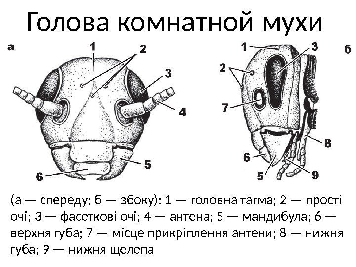 Голова комнатной мухи (а — спереду; б — збоку): 1 — головна тагма; 2