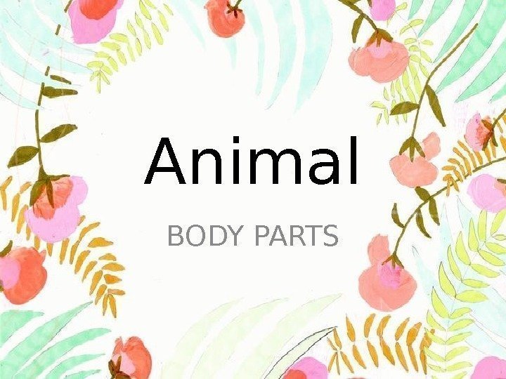 Animal BODY PARTS 