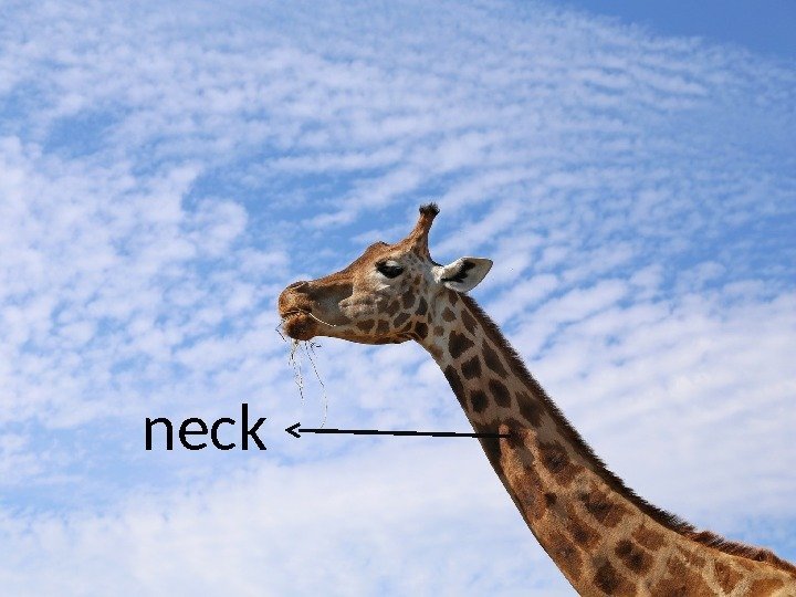 neck 