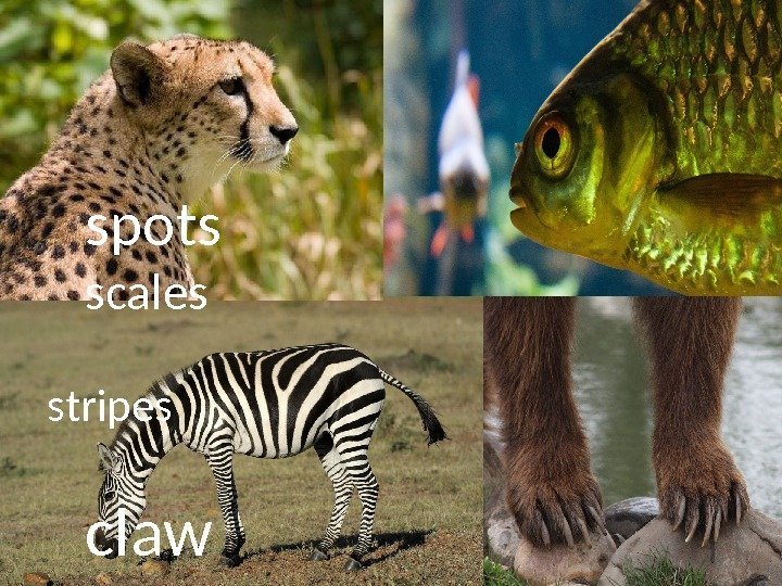    spots scales stripes claw 