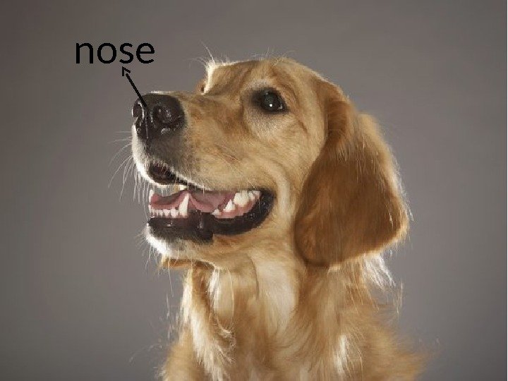 nose 