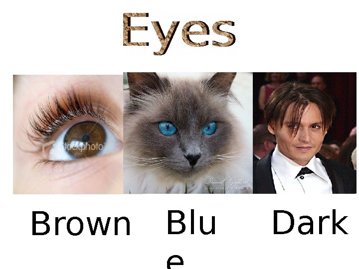 Brown Blu e Dark 