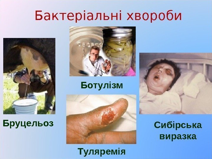 Бактеріальні хвороби Бруцельоз Ботулізм Туляремія Сибірська виразка 