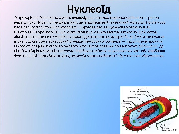 Нуклеоїд   У прокаріотів (бактерій та архей),  нуклеоїд (що означає «ядерноподібний» )
