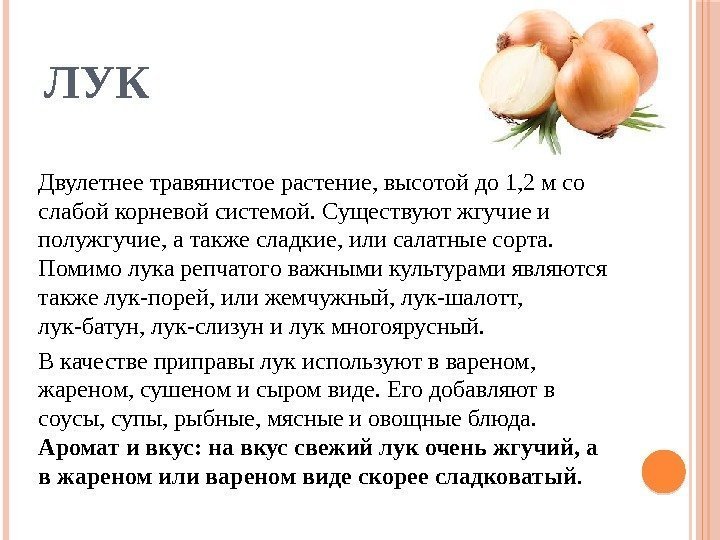 ЛУК Двулетнее травянистое растение, высотой до 1, 2 м со слабой корневой системой. Существуют