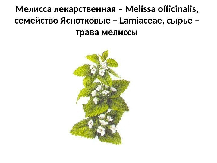 Мелисса лекарственная – Melissa officinalis ,  семейство Яснотковые – Lamiaceae , сырье –