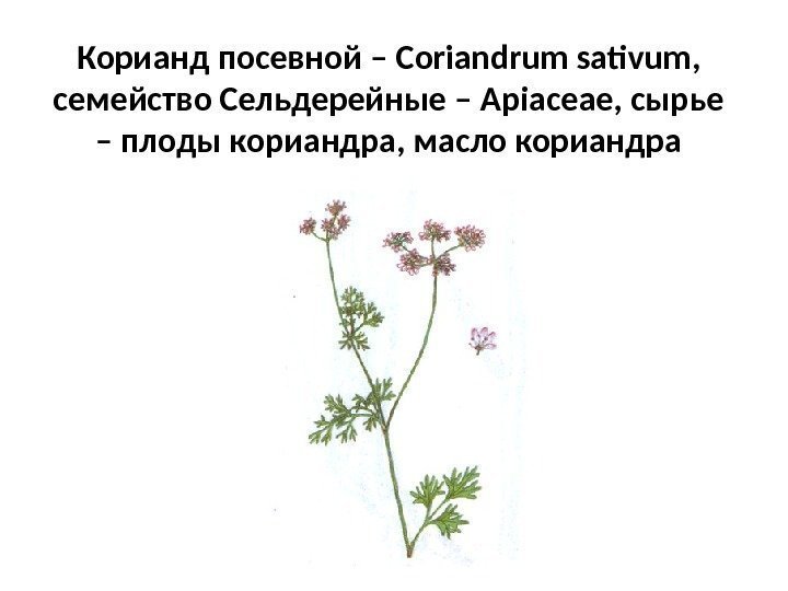 Корианд посевной – Coriandrum sativum ,  семейство Сельдерейные – Apiaceae , сырье –