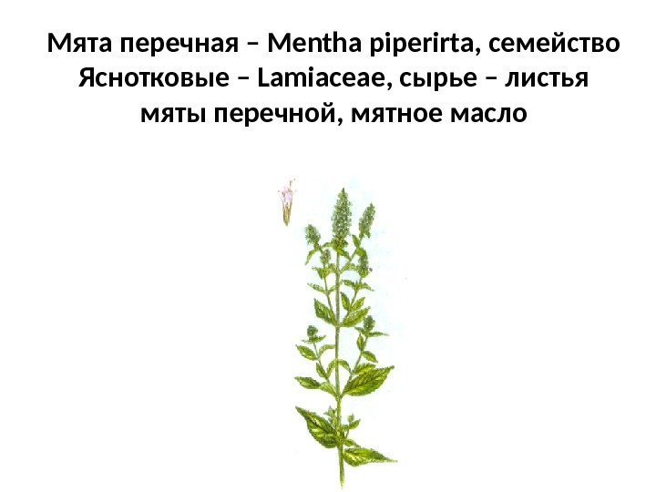 Мята перечная – Mentha piperirta , семейство Яснотковые – Lamiaceae , сырье – листья