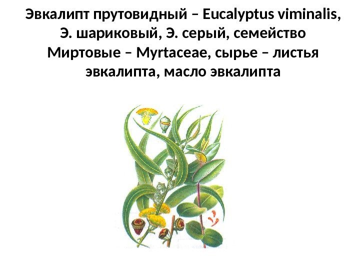 Эвкалипт прутовидный – Eucalyptus viminalis ,  Э. шариковый, Э. серый, семейство Миртовые –