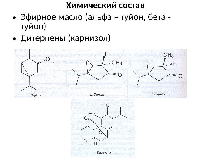 Химический состав • Эфирное масло (альфа – туйон, бета - туйон) • Дитерпены (карнизол)