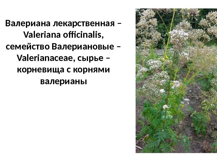 Валериана лекарственная – Valeriana officinalis ,  семейство Валериановые – Valerianaceae , сырье –