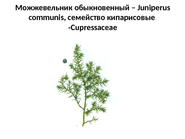 Можжевельник обыкновенный – Juniperus communis , семейство кипарисовые  - Cupressaceae 