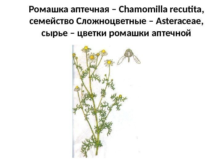 Ромашка аптечная – Chamomilla recutita ,  семейство Сложноцветные – Asteraceae ,  сырье