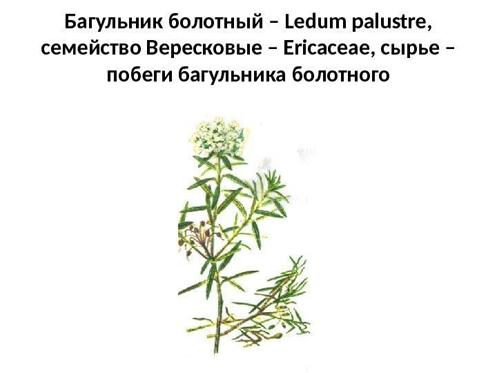 Багульник болотный – Ledum palustre ,  семейство Вересковые – Ericaceae , сырье –
