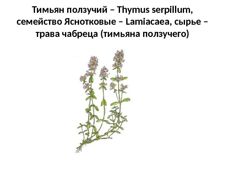 Тимьян ползучий – Thymus serpillum ,  семейство Яснотковые – Lamiacaea , сырье –