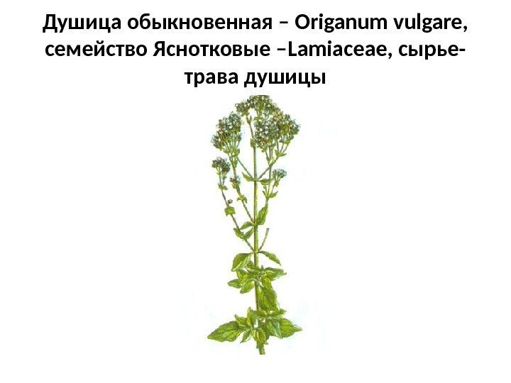 Душица обыкновенная – Origanum vulgare ,  семейство Яснотковые – Lamiaceae , сырье- трава