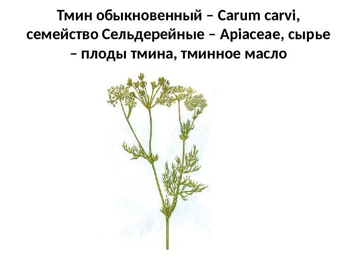 Тмин обыкновенный – Carum carvi ,  семейство Сельдерейные – Apiaceae , сырье –