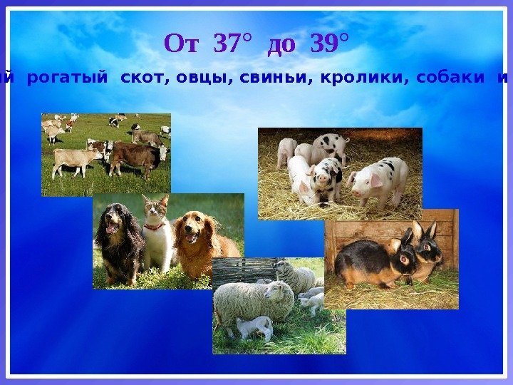 От 37° до 39° Крупный рогатый скот, овцы, свиньи, кролики, собаки и кошки 