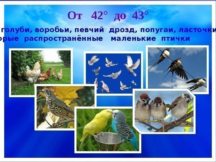 От  42° до 43° Куры, голуби, воробьи, певчий дрозд, попугаи, ласточки и 