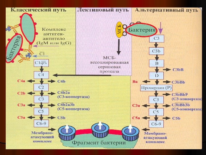 Система комплемента иммунология презентация