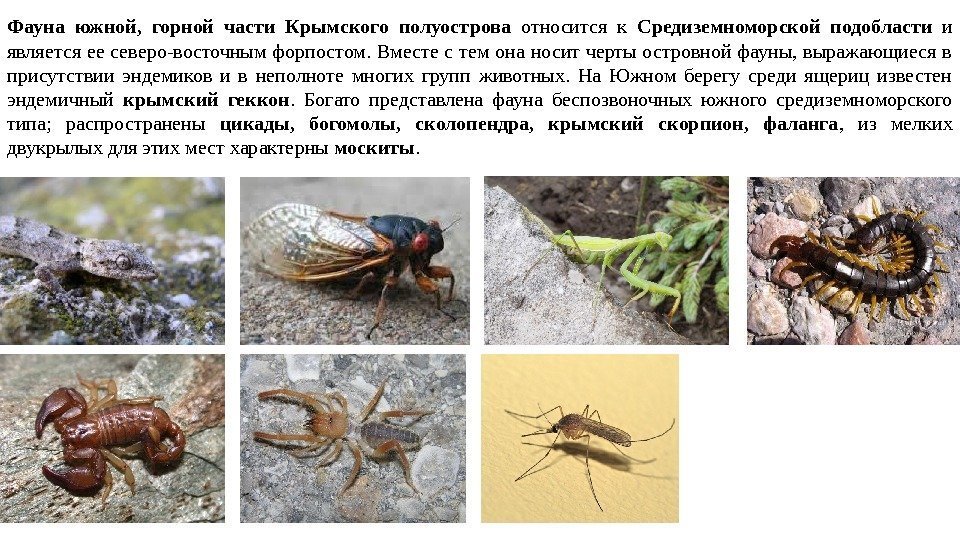 Фауна южной,  горной части Крымского полуострова относится к Средиземноморской подобласти и является ее