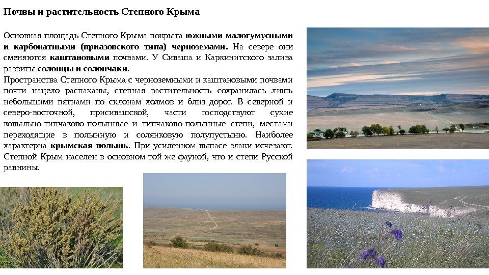 Почвы и растительность Степного Крыма Основная площадь Степного Крыма покрыта южными малогумусными и карбонатными
