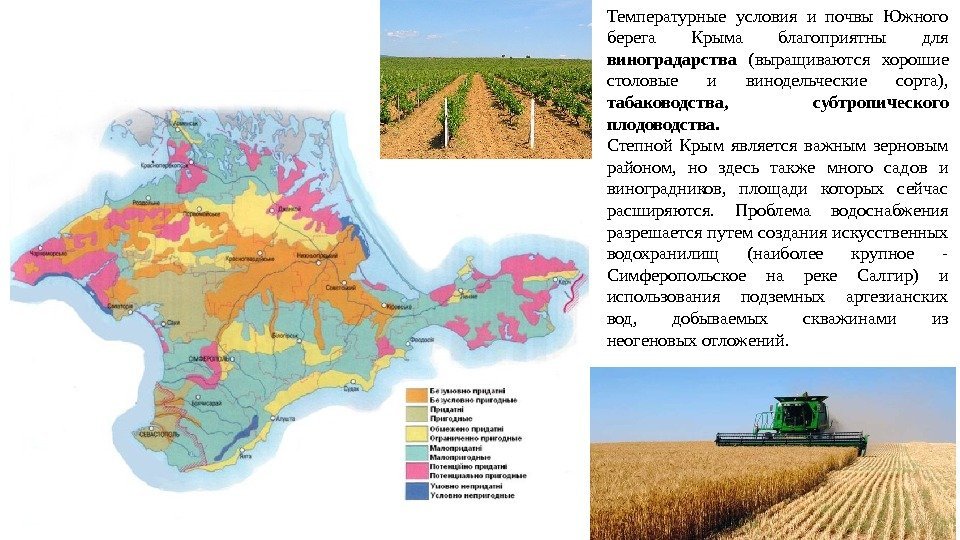 Температурные условия и почвы Южного берега Крыма благоприятны для виноградарства  (выращиваются хорошие столовые