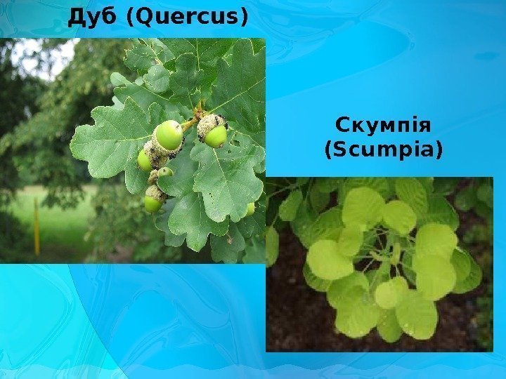 Дуб ( Quercus) C кумпія ( Scumpia) 