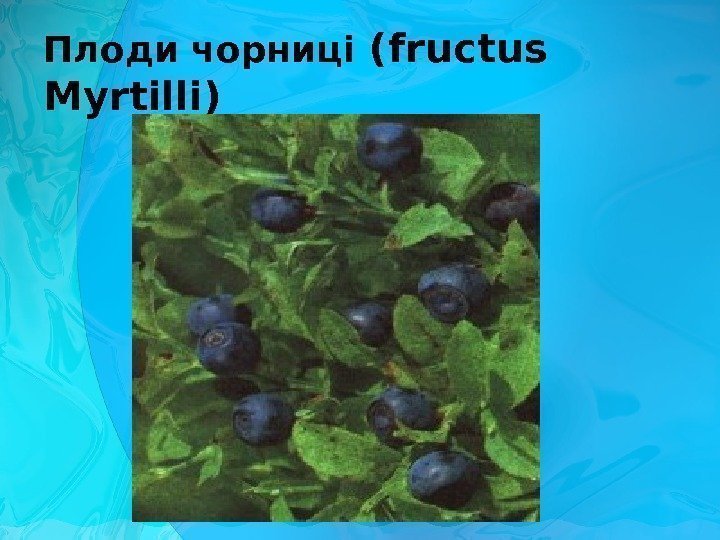 Плоди чорниці ( fructus Myrtilli ) 