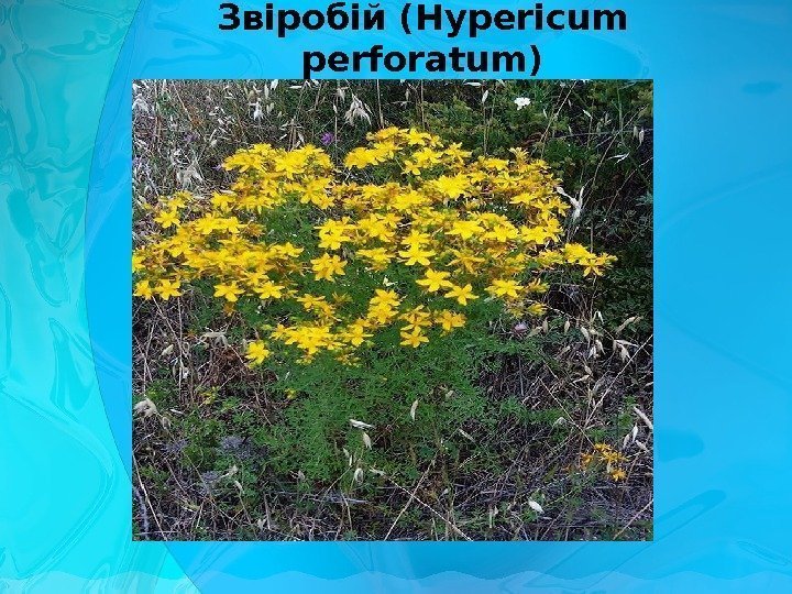 Звіробій ( Hypericum perforatum ) 