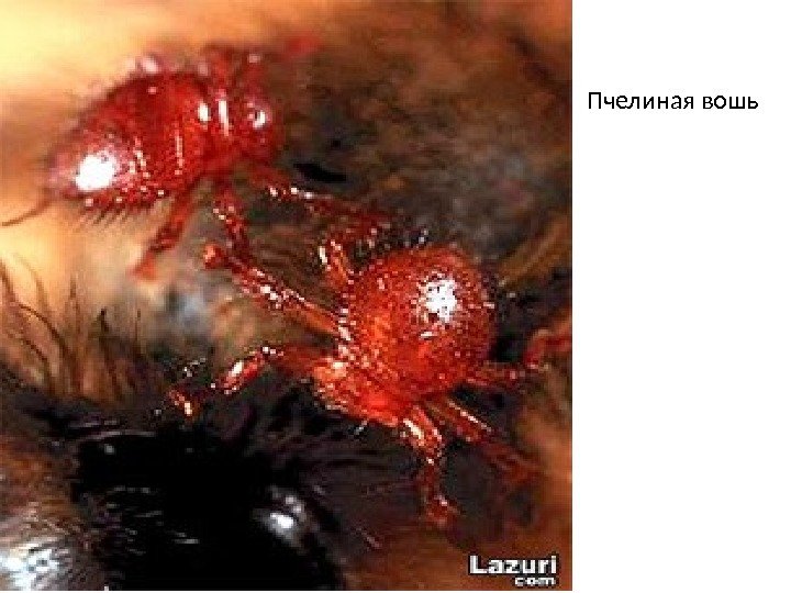 Пчелиная вошь 