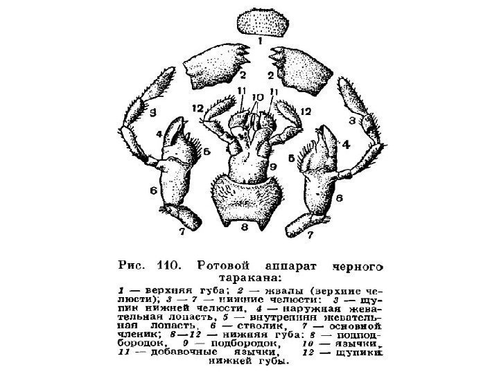 Ротовые органы черного таракана рисунок