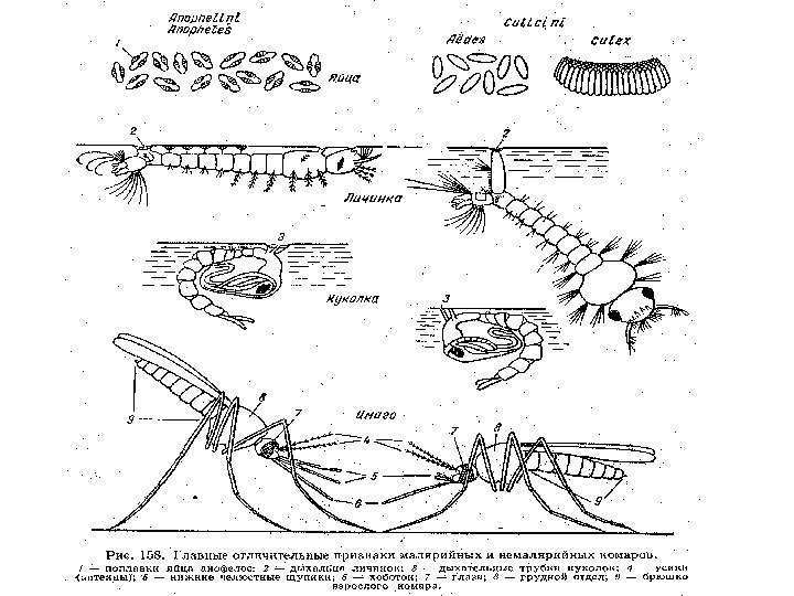 Малярийный комар развитие с полным превращением. Цикл развития комара анофелес. Жизненный цикл комара Culex. Самка Culex личинка схема. Стадия развития комара схема.