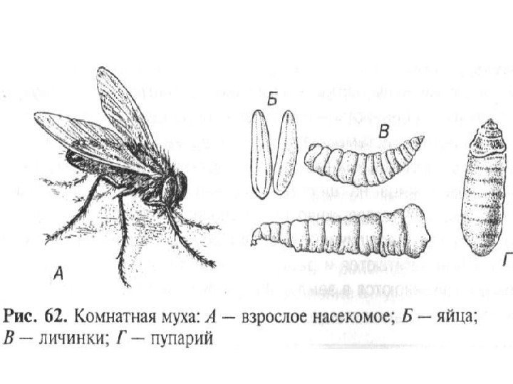 Личинка мухи рисунок